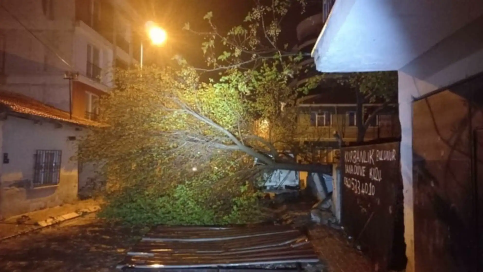 A tree fallen over a wall.