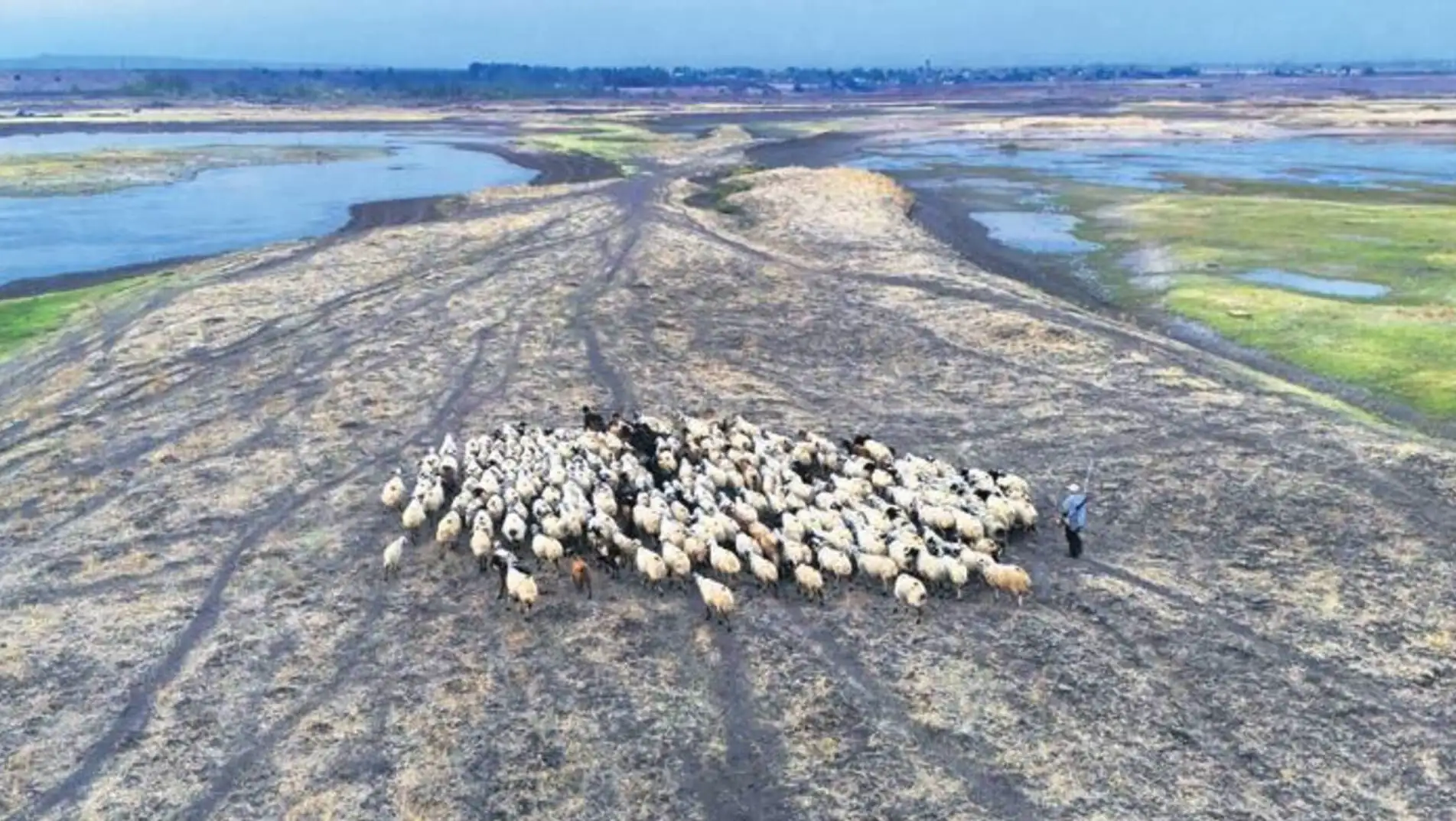 A herd of sheep in a field. A herd of sheep in a field.