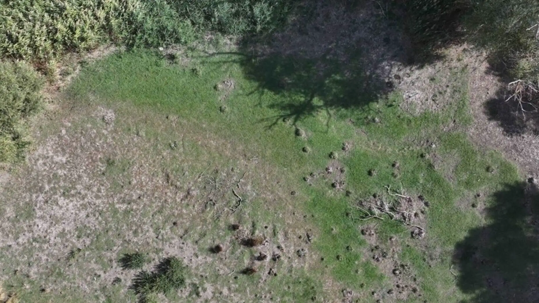 The situation of the pond in Edirne due to drought. The situation of the pond in Edirne due to drought.