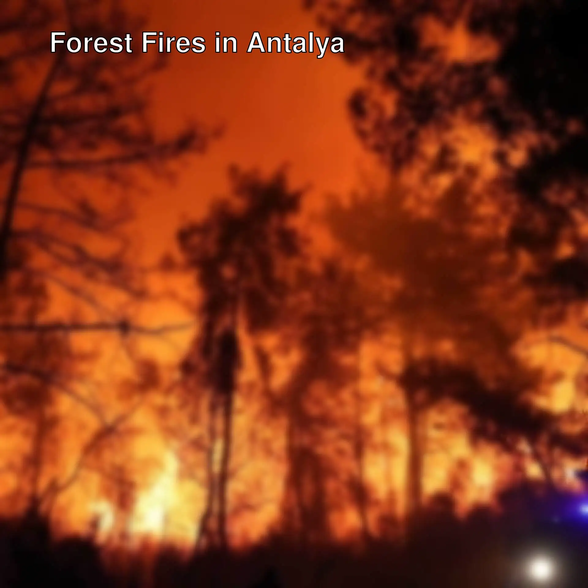 Fire in the forest at night