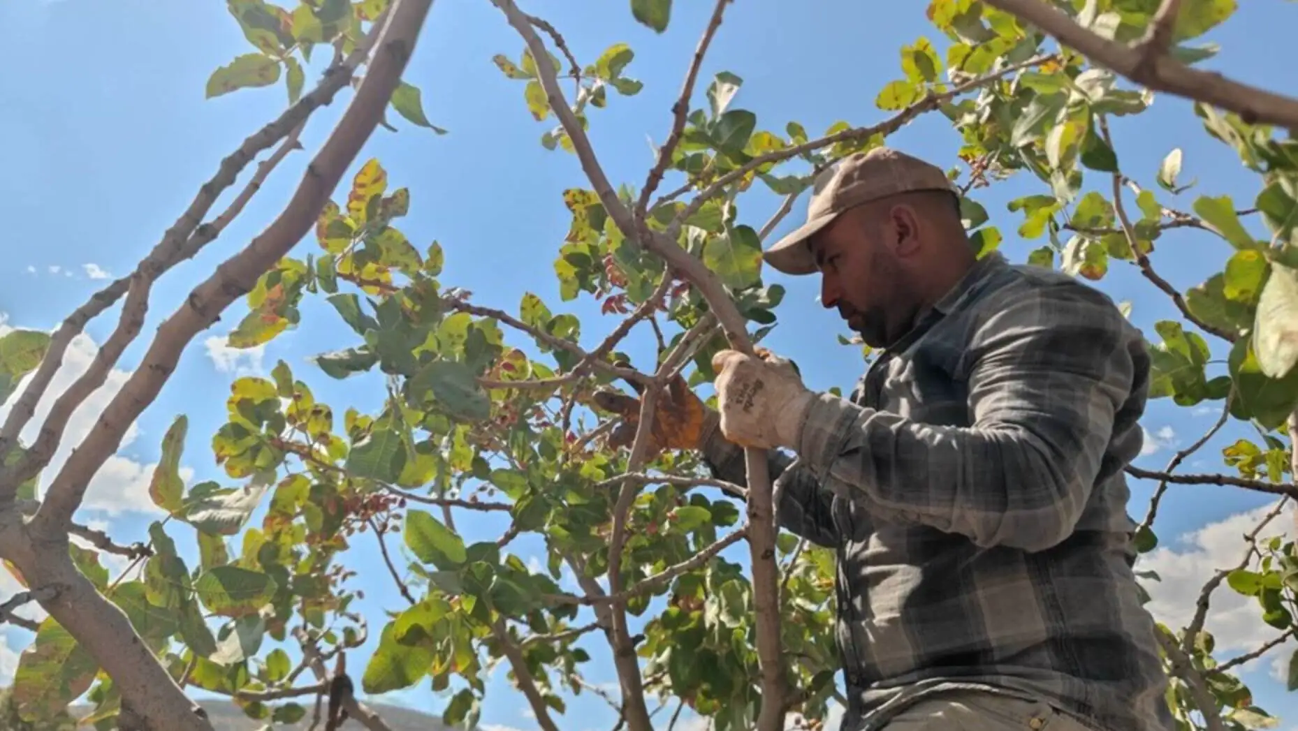 A man in a tree