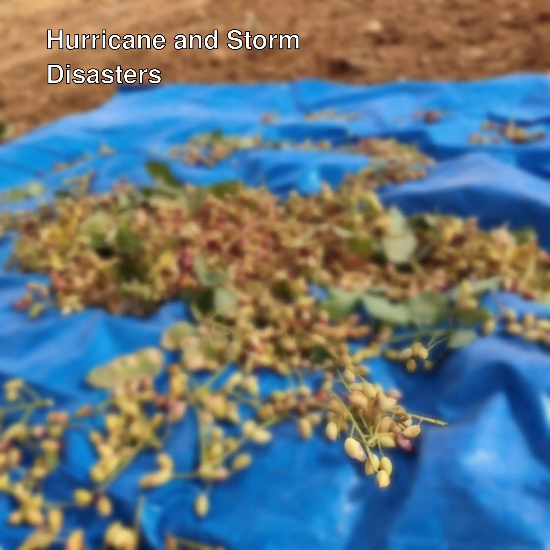 A pile of berries on a blue tarp