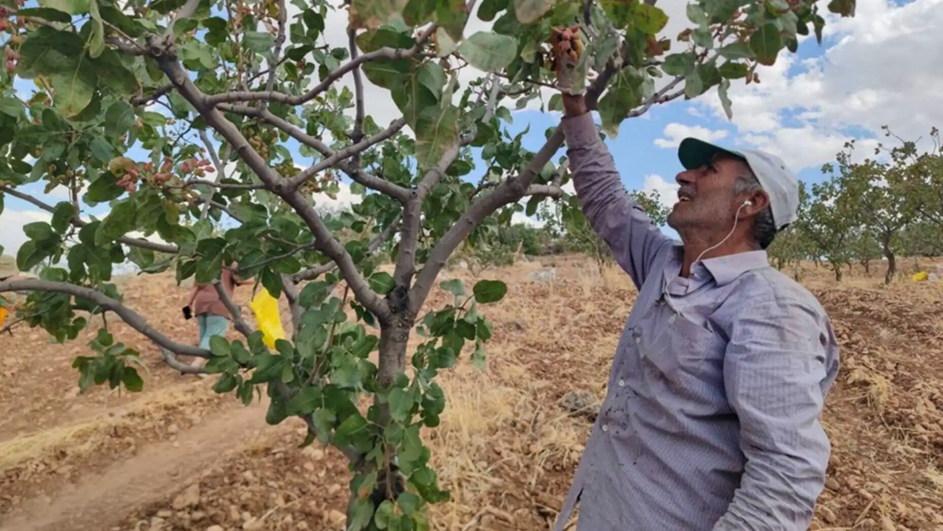 A man standing in a field holding a tree