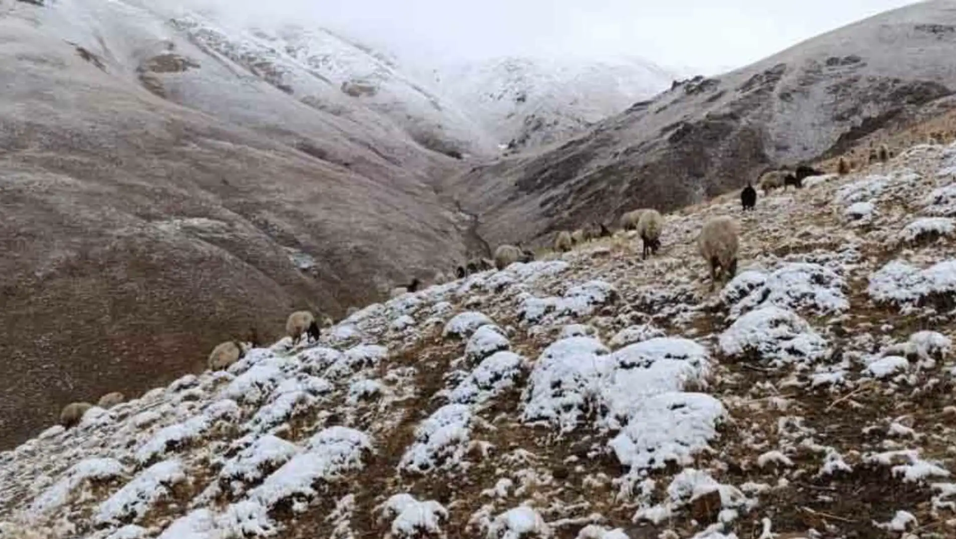 A group of sheep on a snowy mountain.