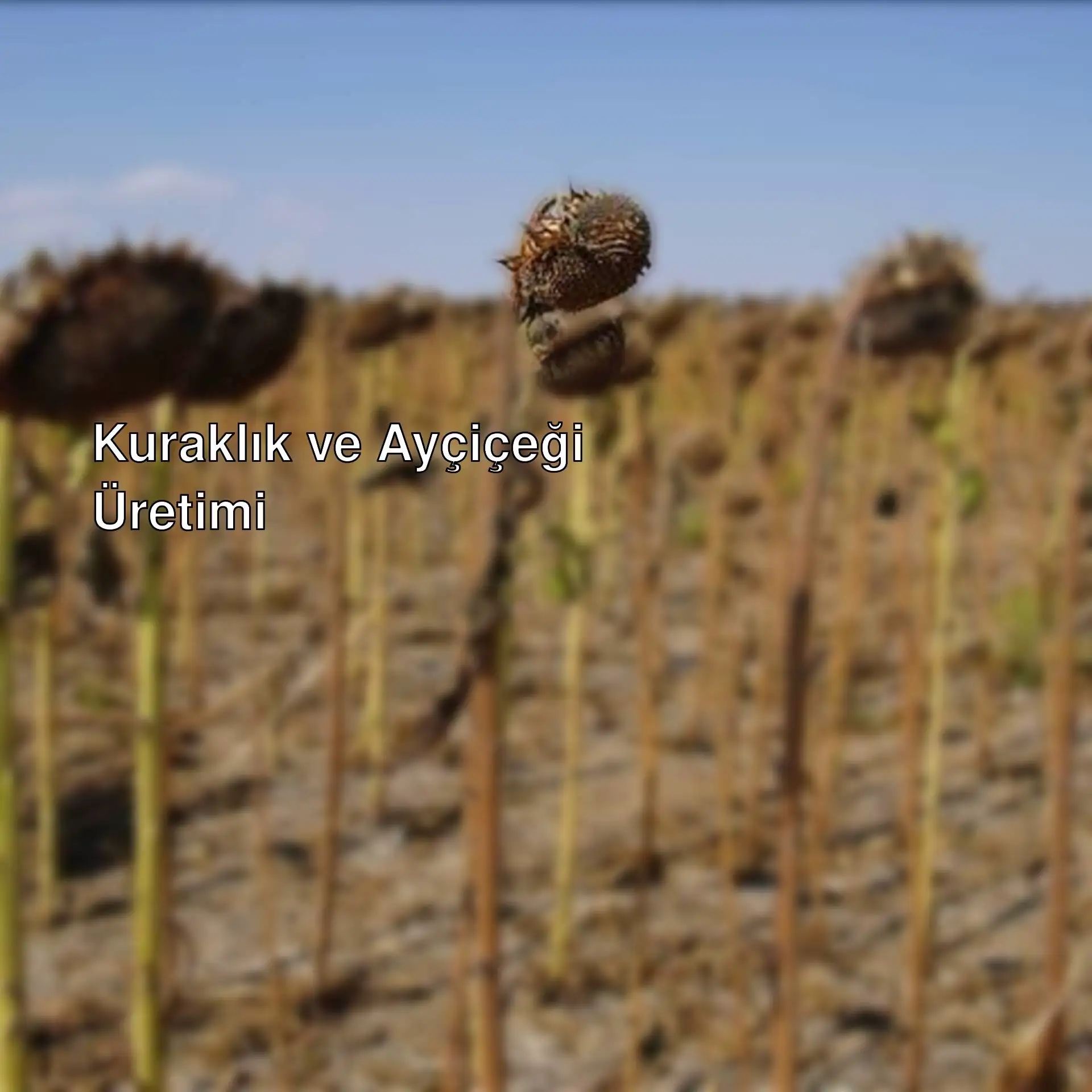 Ayçiçeği tarlası