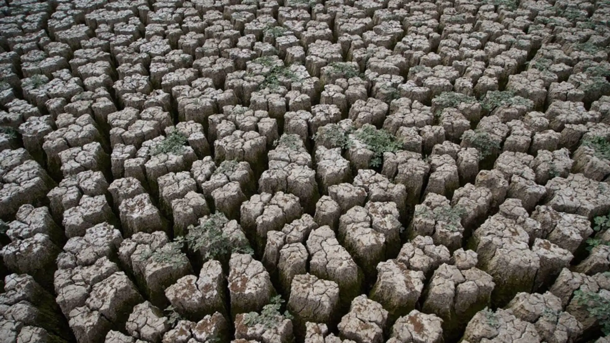 Cracked ground with small plants growing