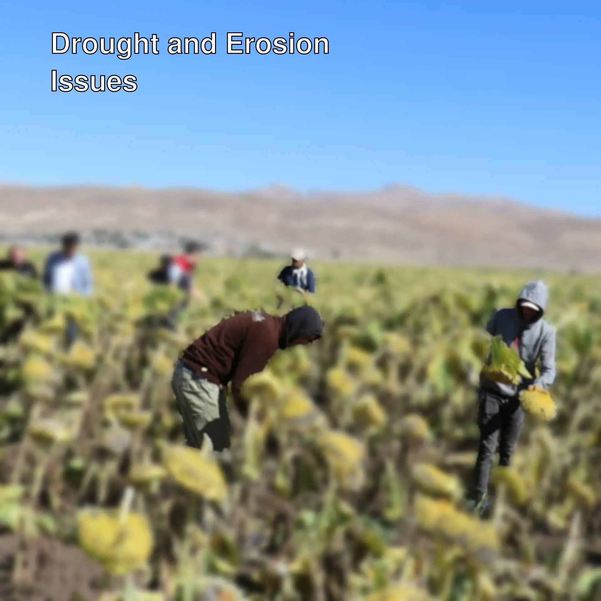 A group of people in a sunflower field.