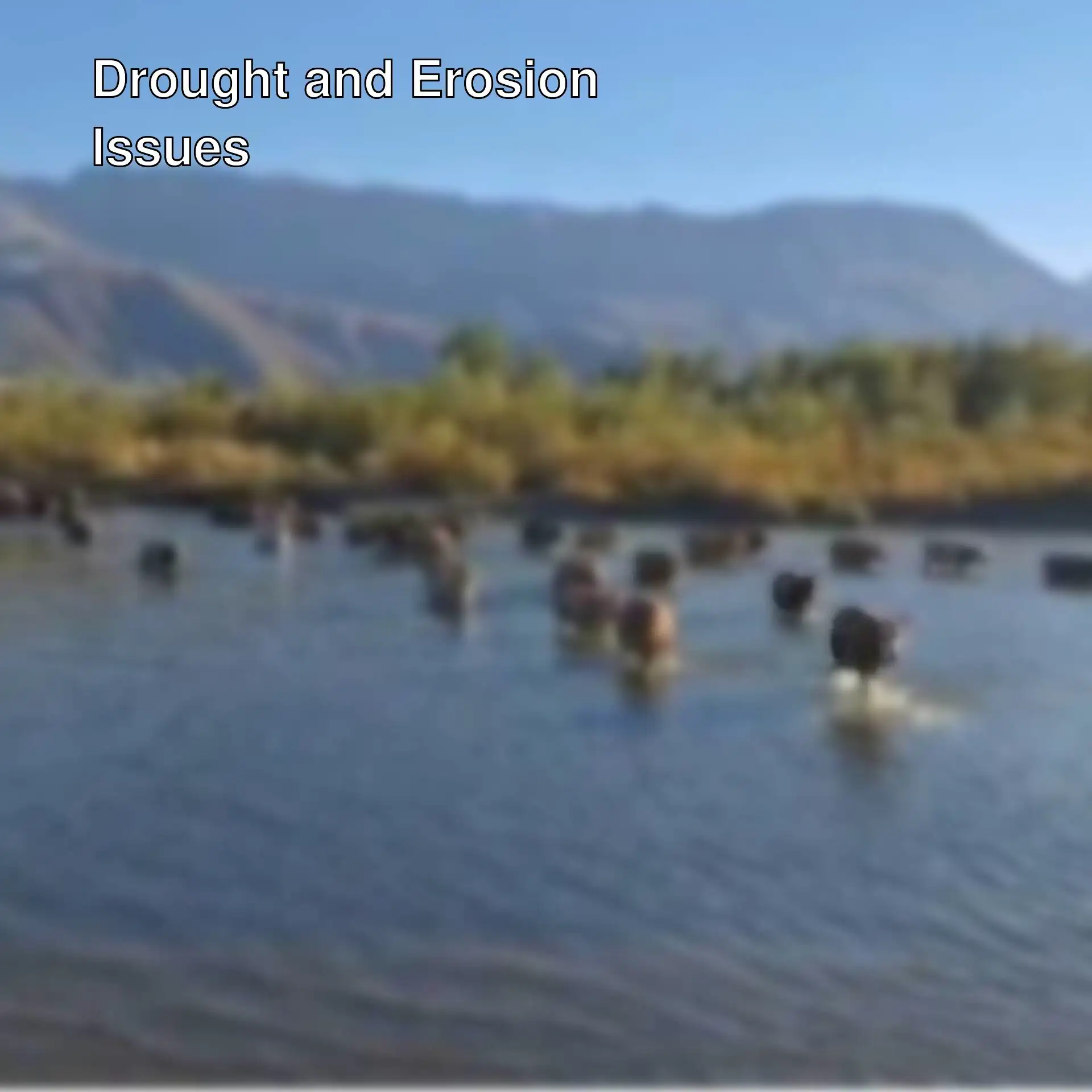 Animals crossing the river as water levels drop.