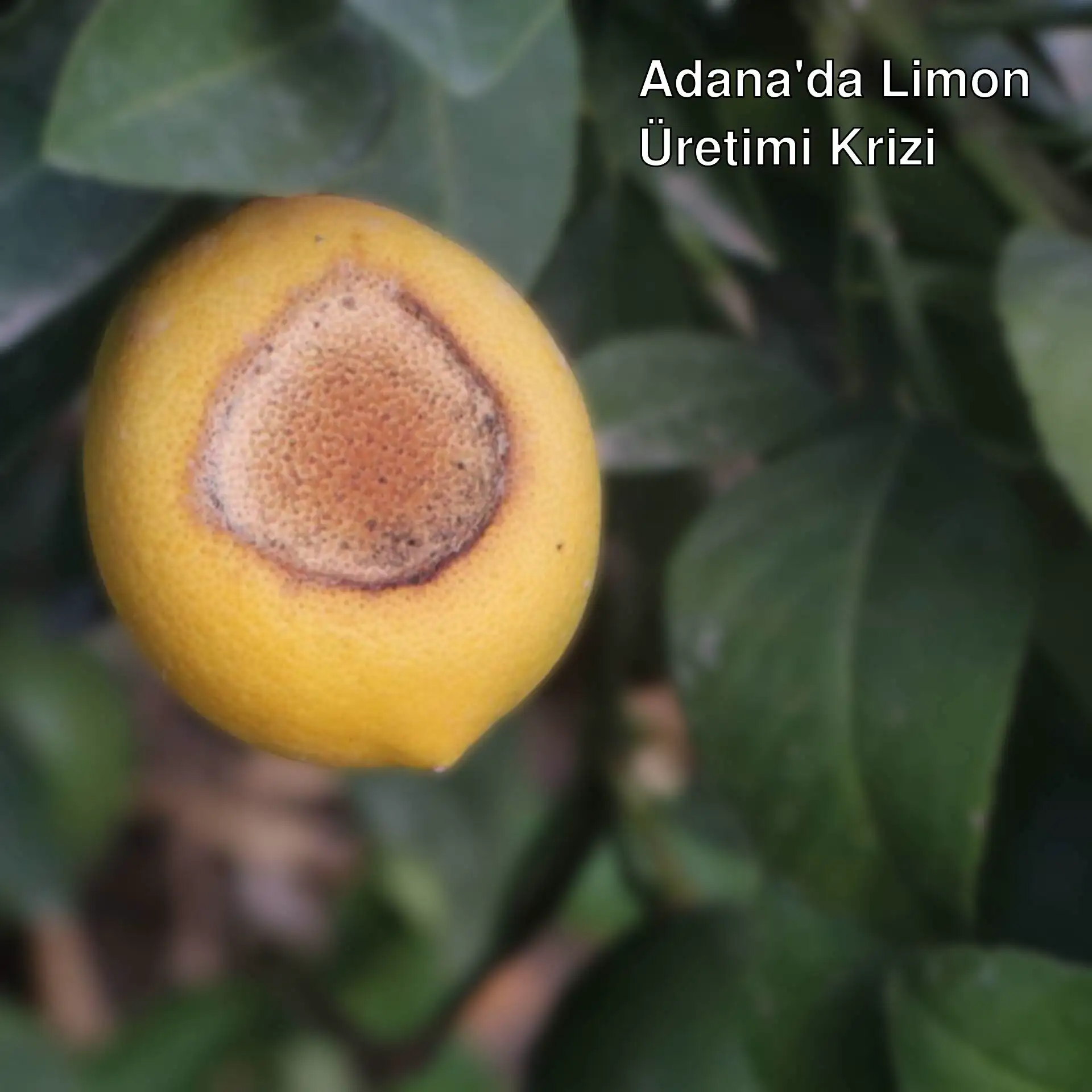Çürümüş bir limon.