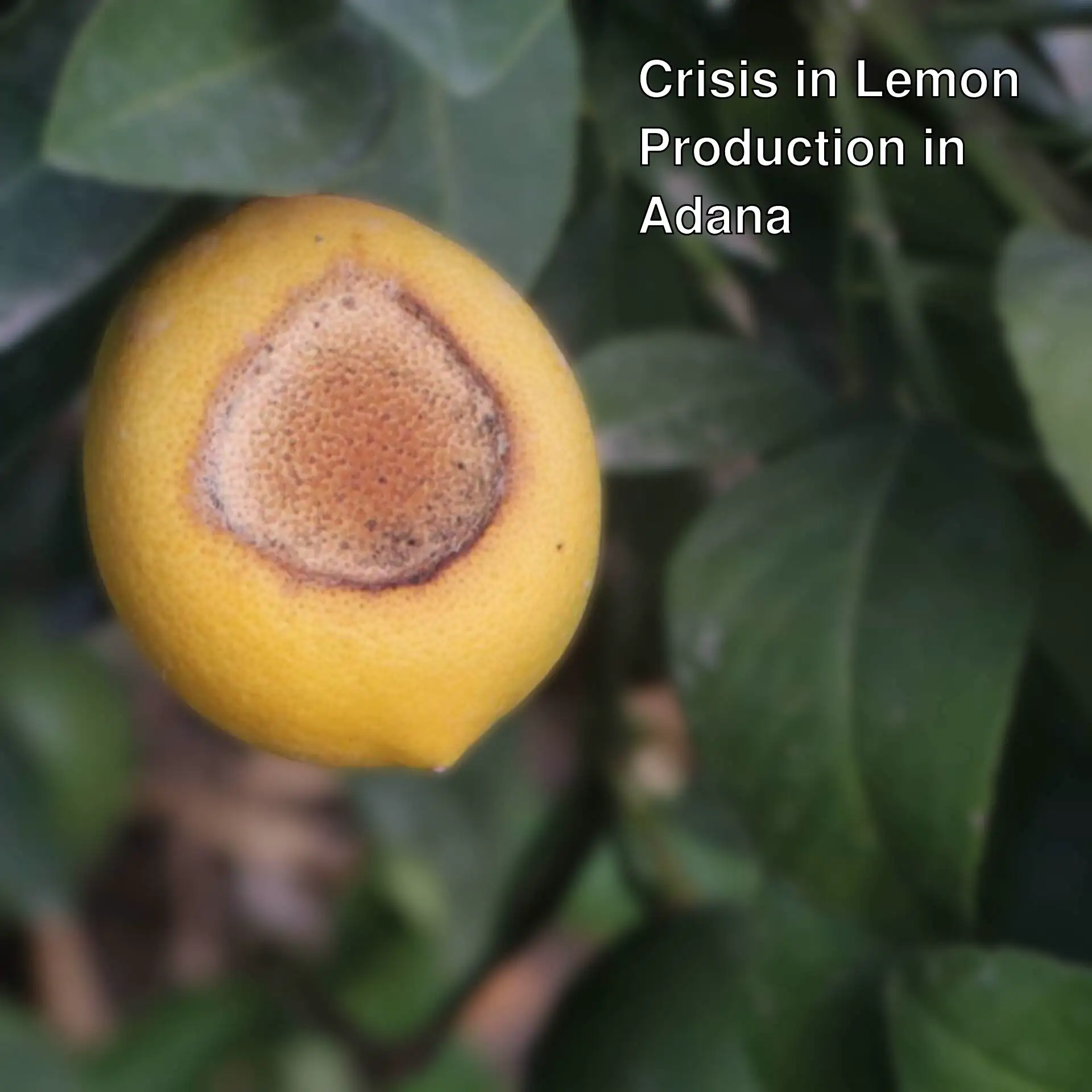 A rotten lemon.