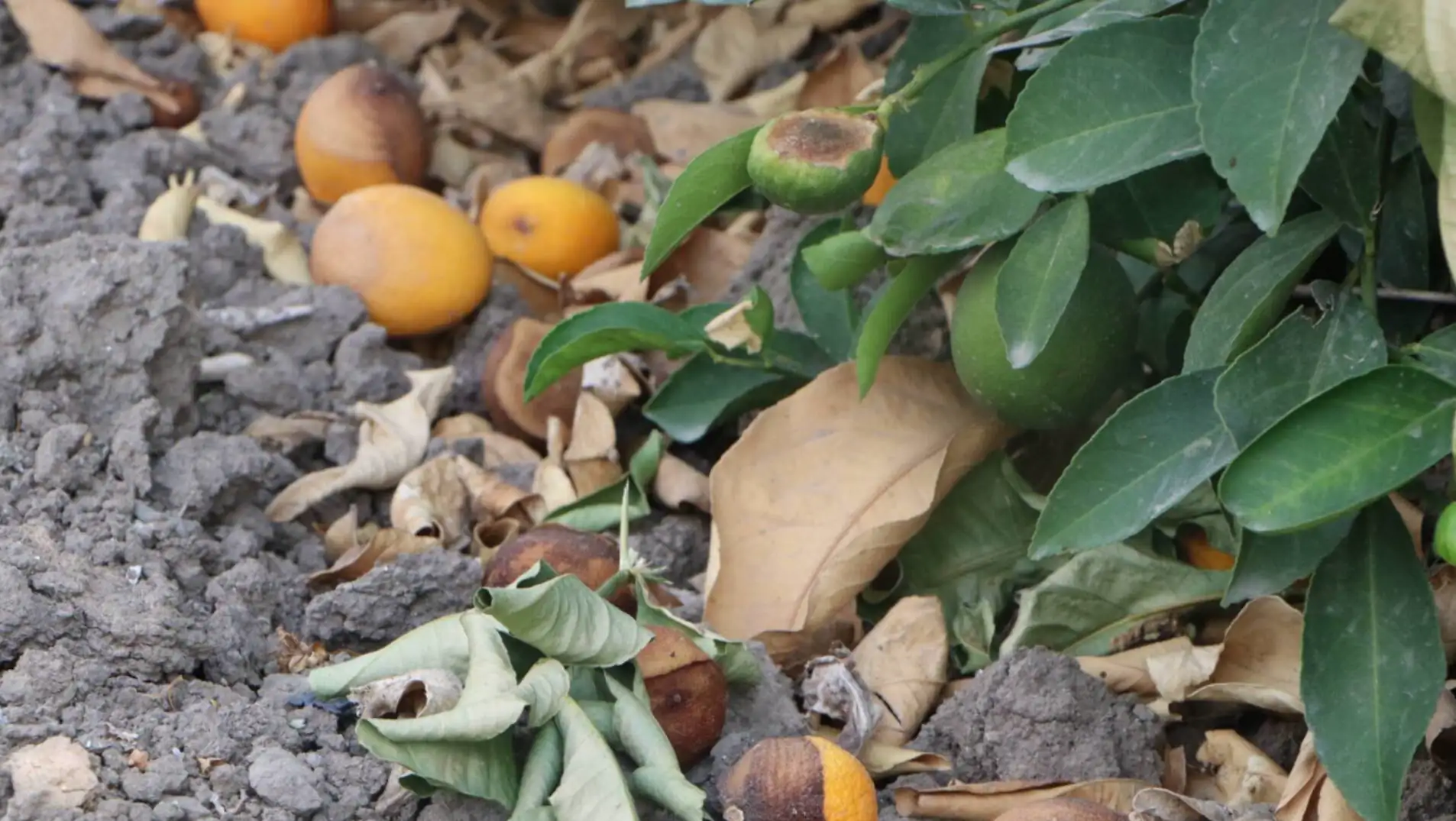 A tree with lemons and leaves.