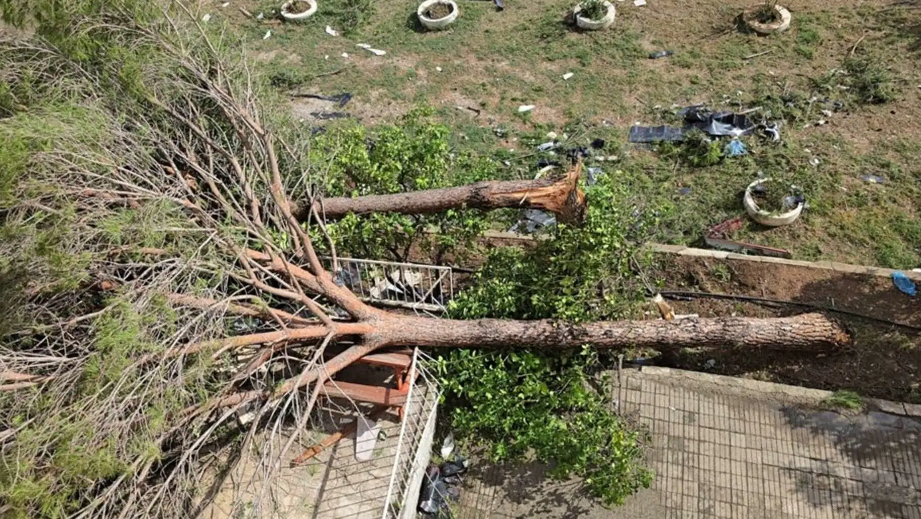 A fallen tree in a yard. A fallen tree in a yard.