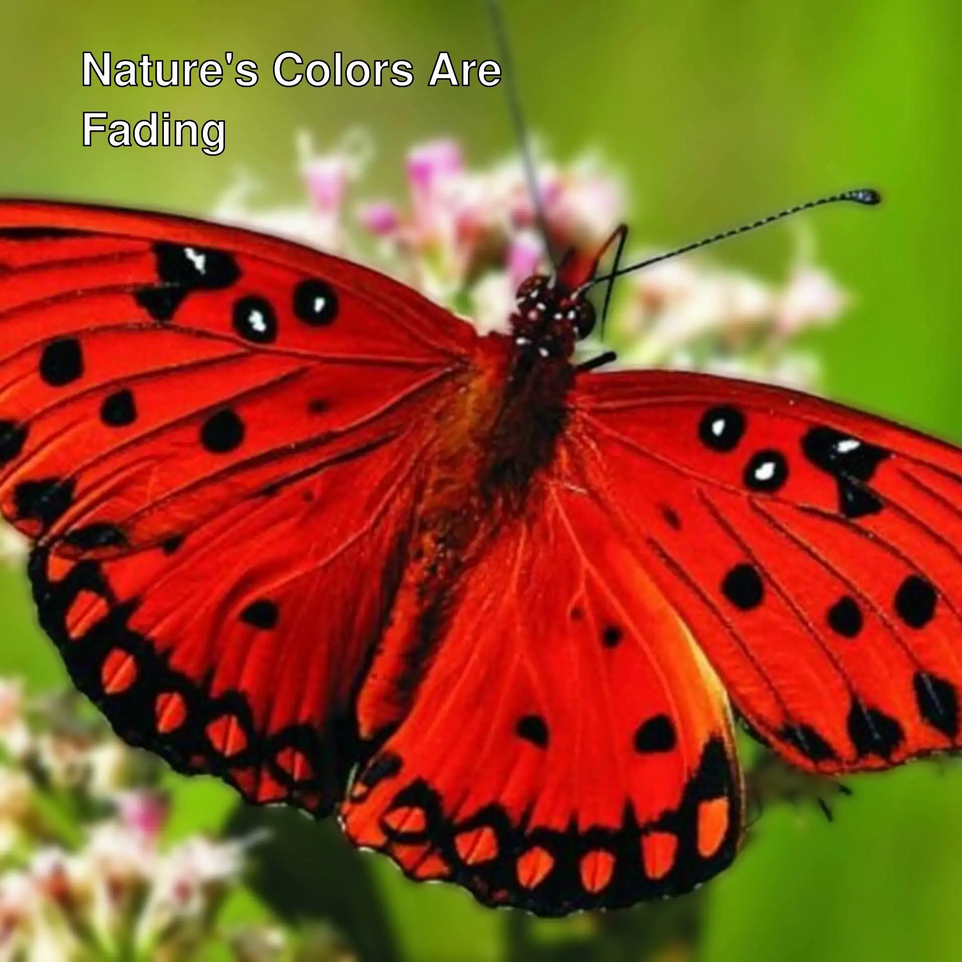 A red butterfly on a flower. A red butterfly on a flower.