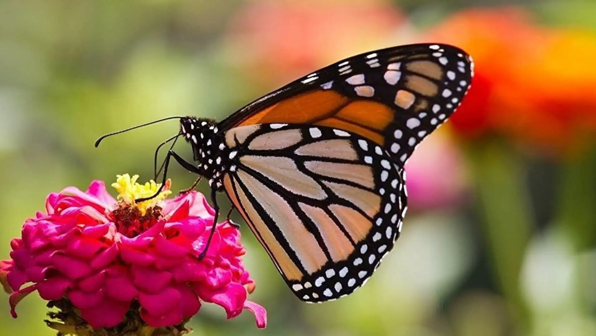 A butterfly on a flower. A butterfly on a flower.