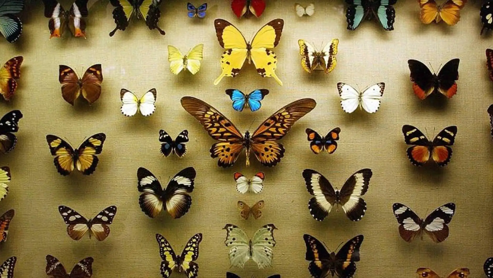 A group of butterflies on a wall. A group of butterflies on a wall.