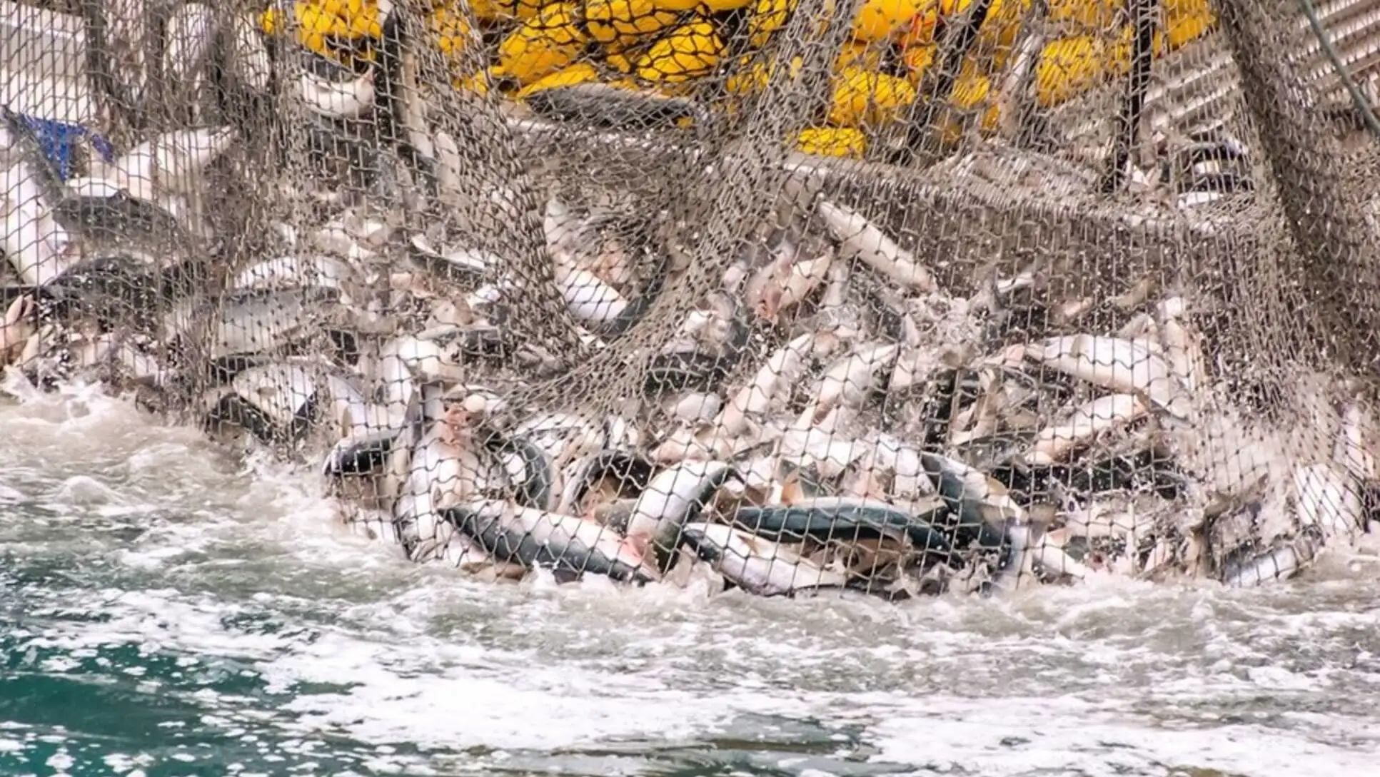 A net full of fish