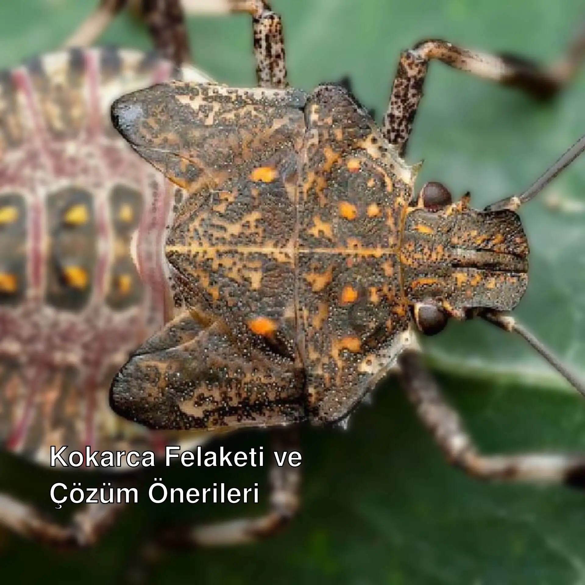 Kahverengi kokarca böceği bir yaprağın üzerinde. Kahverengi kokarca böceği bir yaprağın üzerinde.