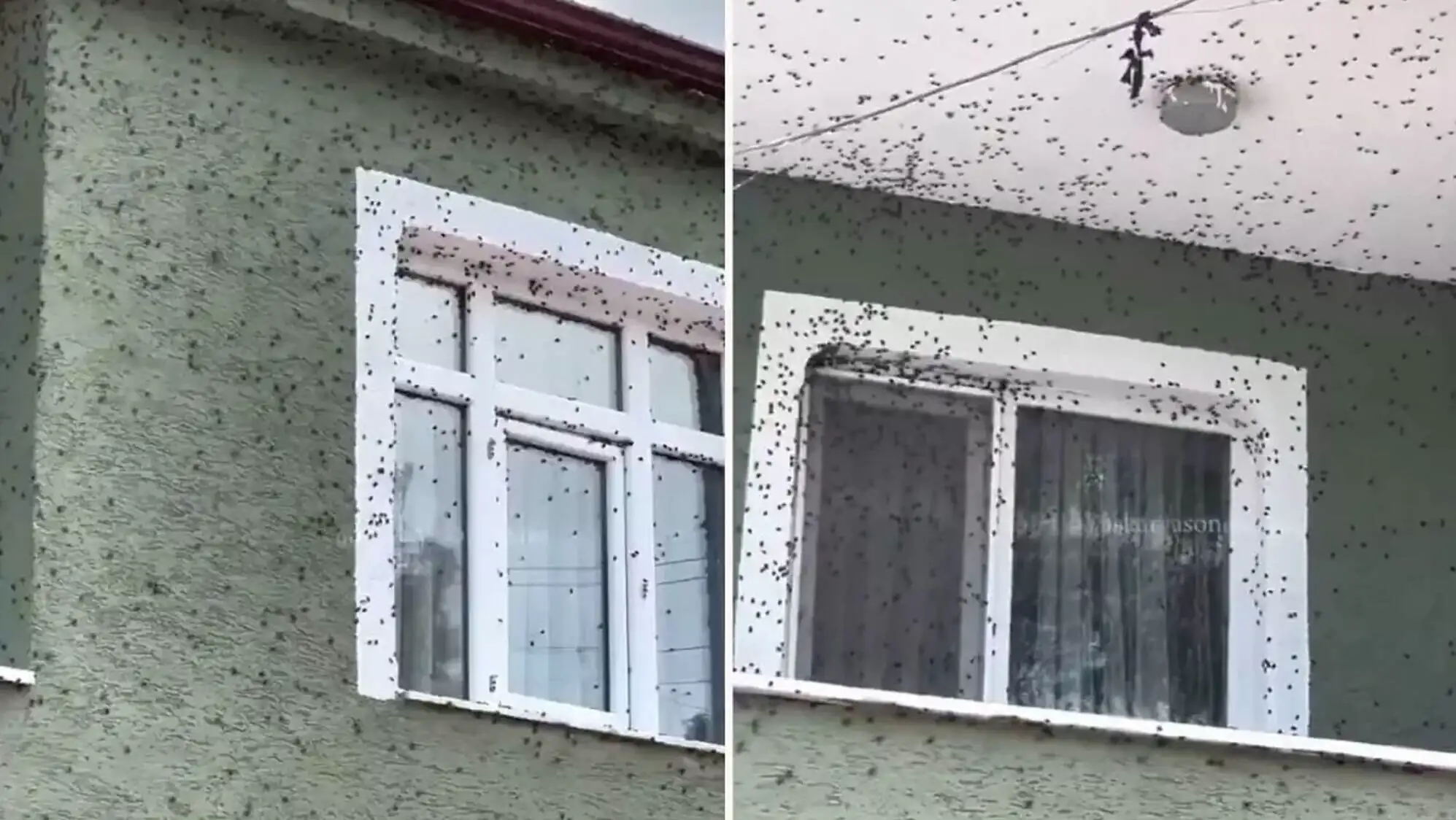 Bir binanın dış cephesinde kokarca böcekleri. Bir binanın dış cephesinde kokarca böcekleri.