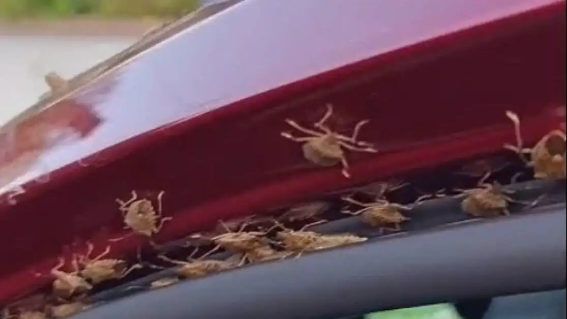 Bir aracın üzerinde kokarca böcekleri. Bir aracın üzerinde kokarca böcekleri.