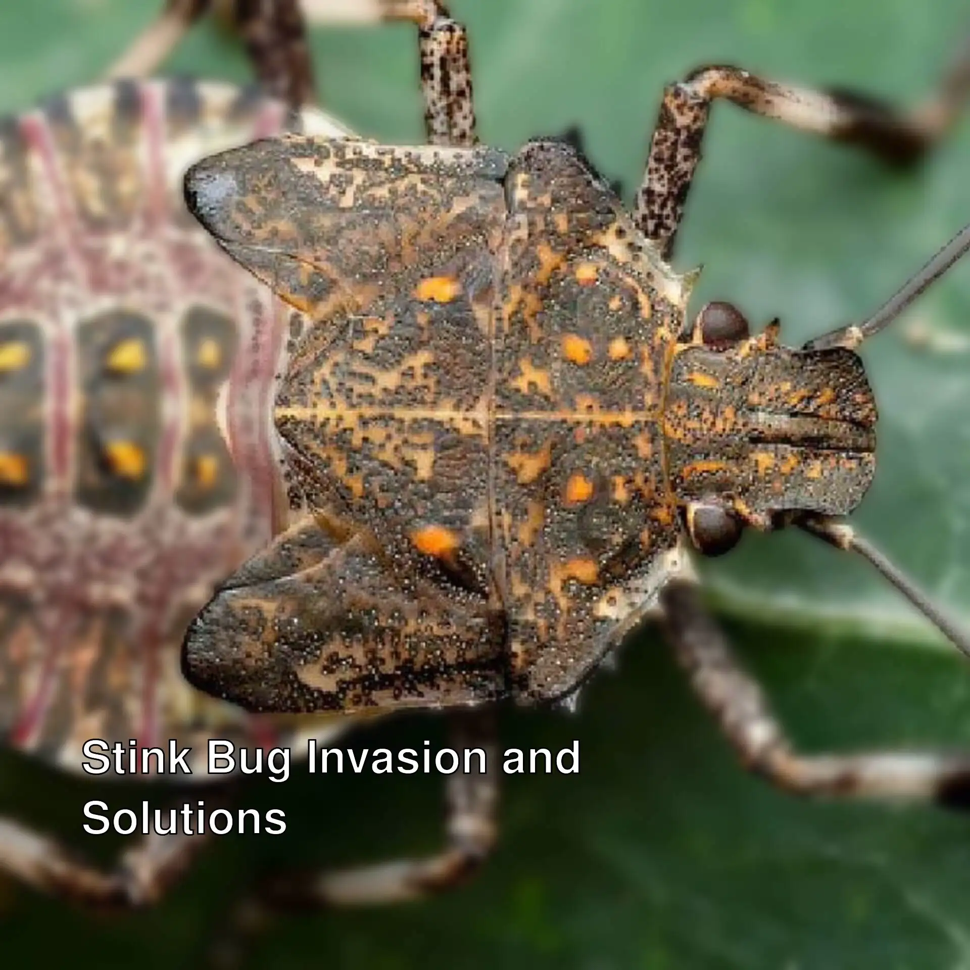 A brown marmorated stink bug on a leaf. A brown marmorated stink bug on a leaf.