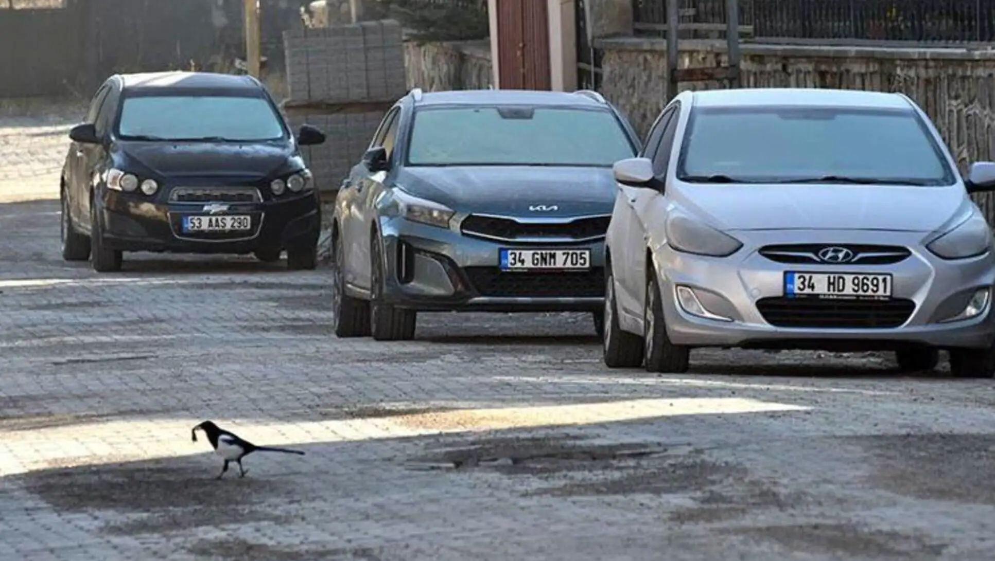 Bir kuşun yolda yürüdüğü görüntü.