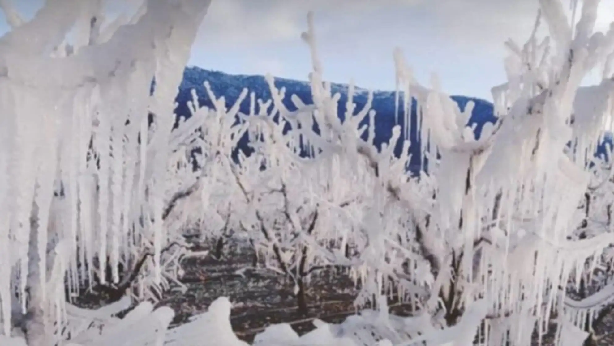 A tree covered in ice. A tree covered in ice.