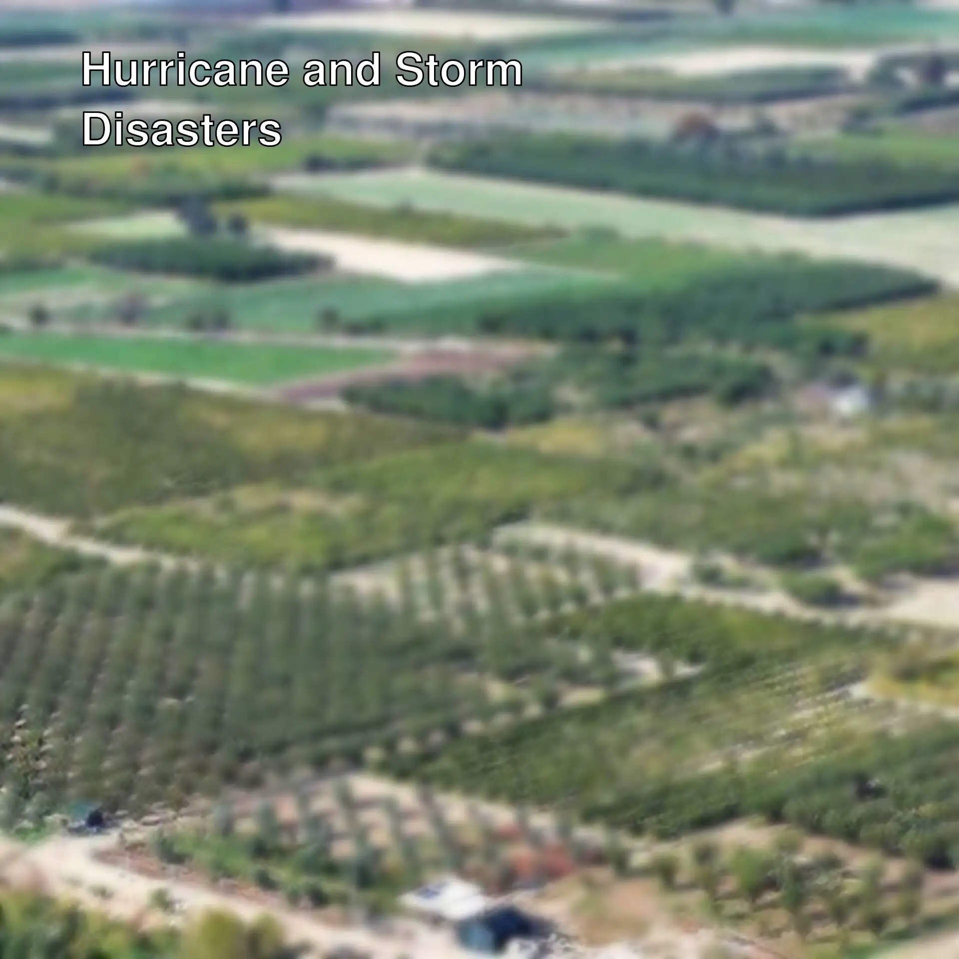 A field in the Aegean region that was revitalized by recent rains. A field in the Aegean region that was revitalized by recent rains.