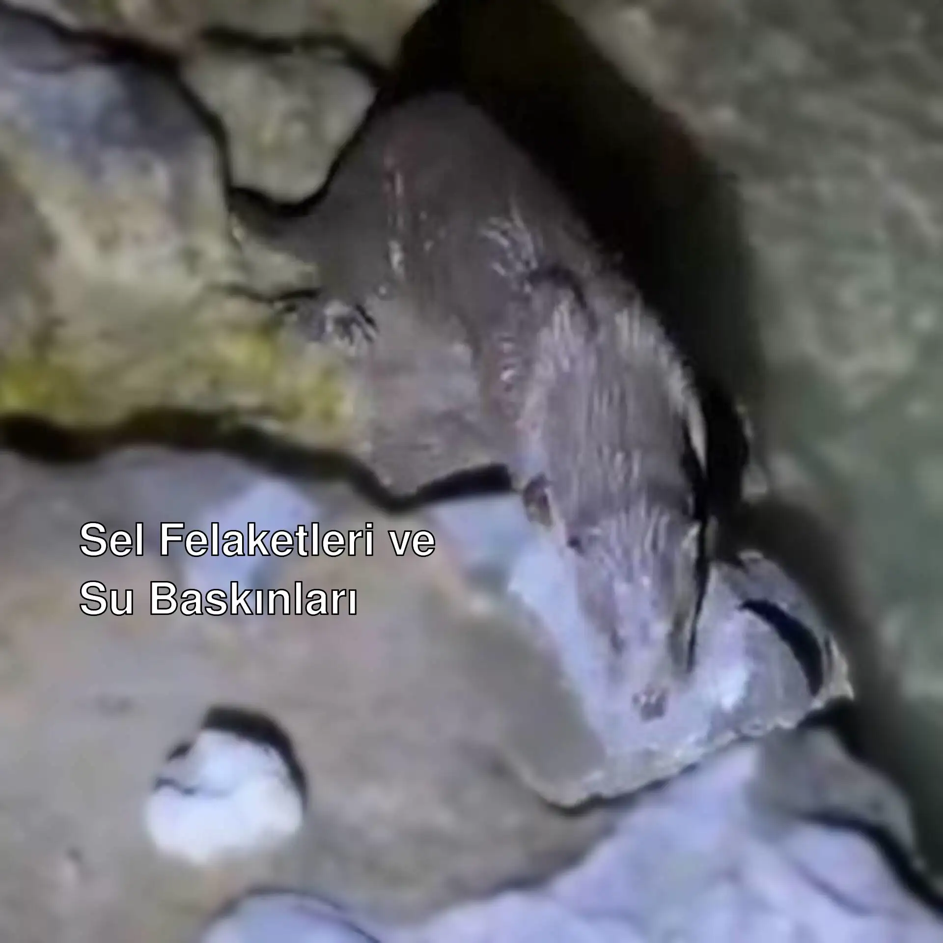 Fırat Nehri'nde su samuru görüntülendi. Fırat Nehri'nde su samuru görüntülendi.