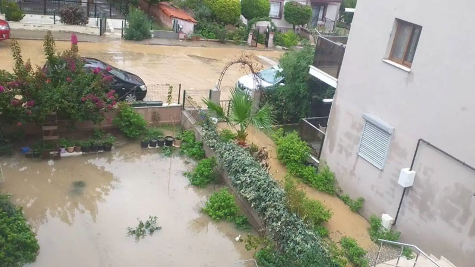 A flooded yard with plants and trees. A flooded yard with plants and trees.