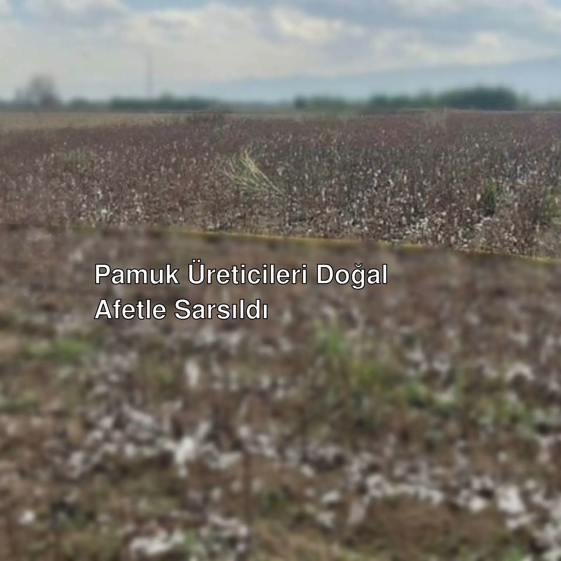 Pamuk tarlası Pamuk tarlası
