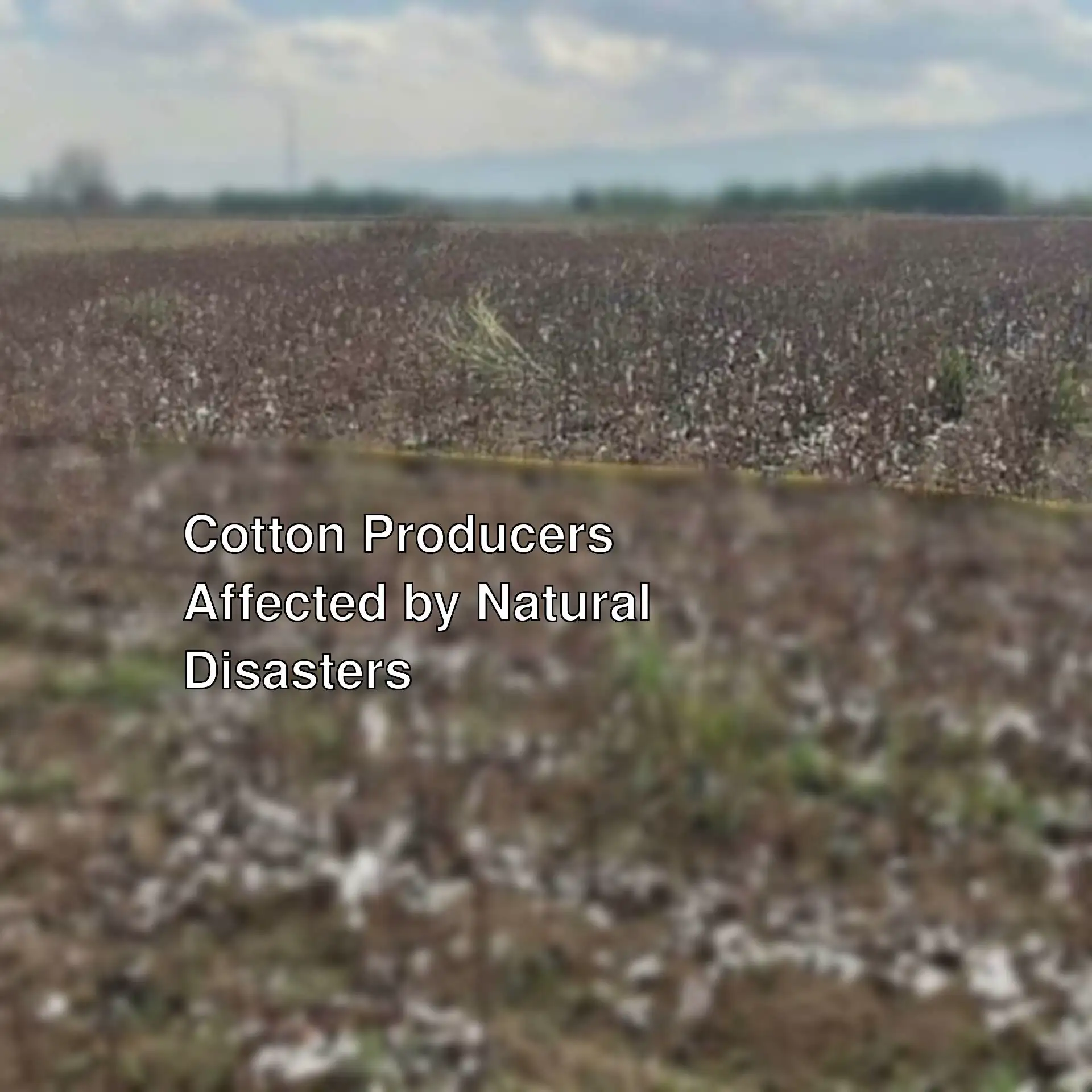 Cotton field Cotton field