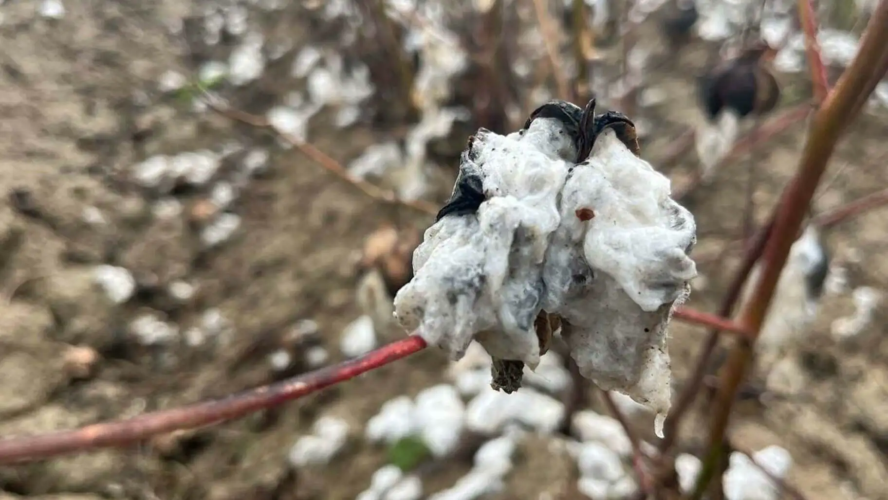 Cotton bolls Cotton bolls