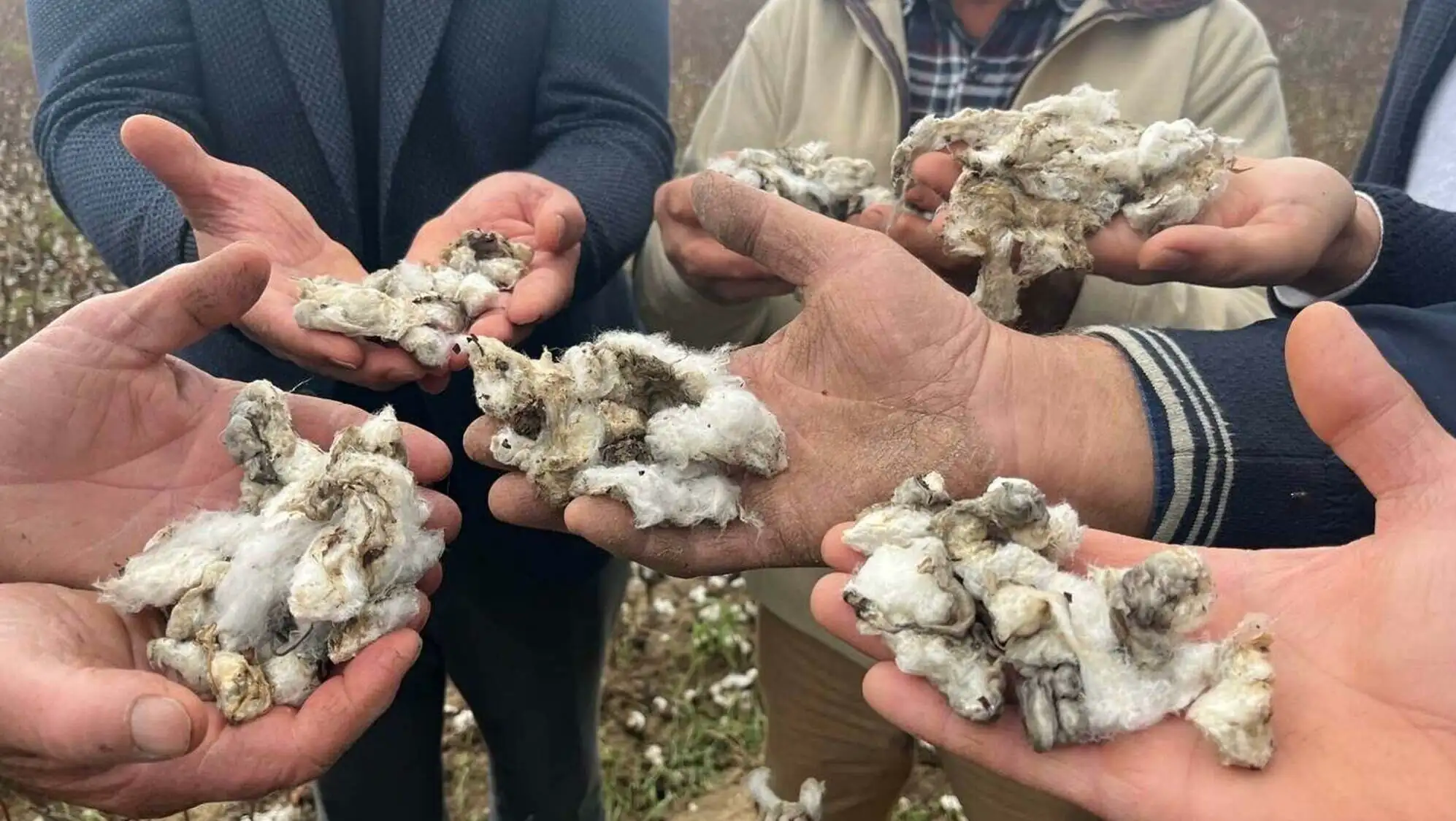People holding cotton People holding cotton