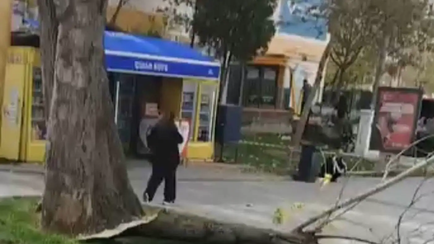 A tree fallen over a street. A tree fallen over a street.