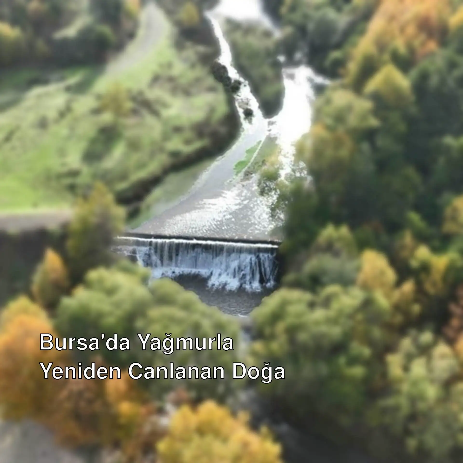 Bir ormandan akan nehir