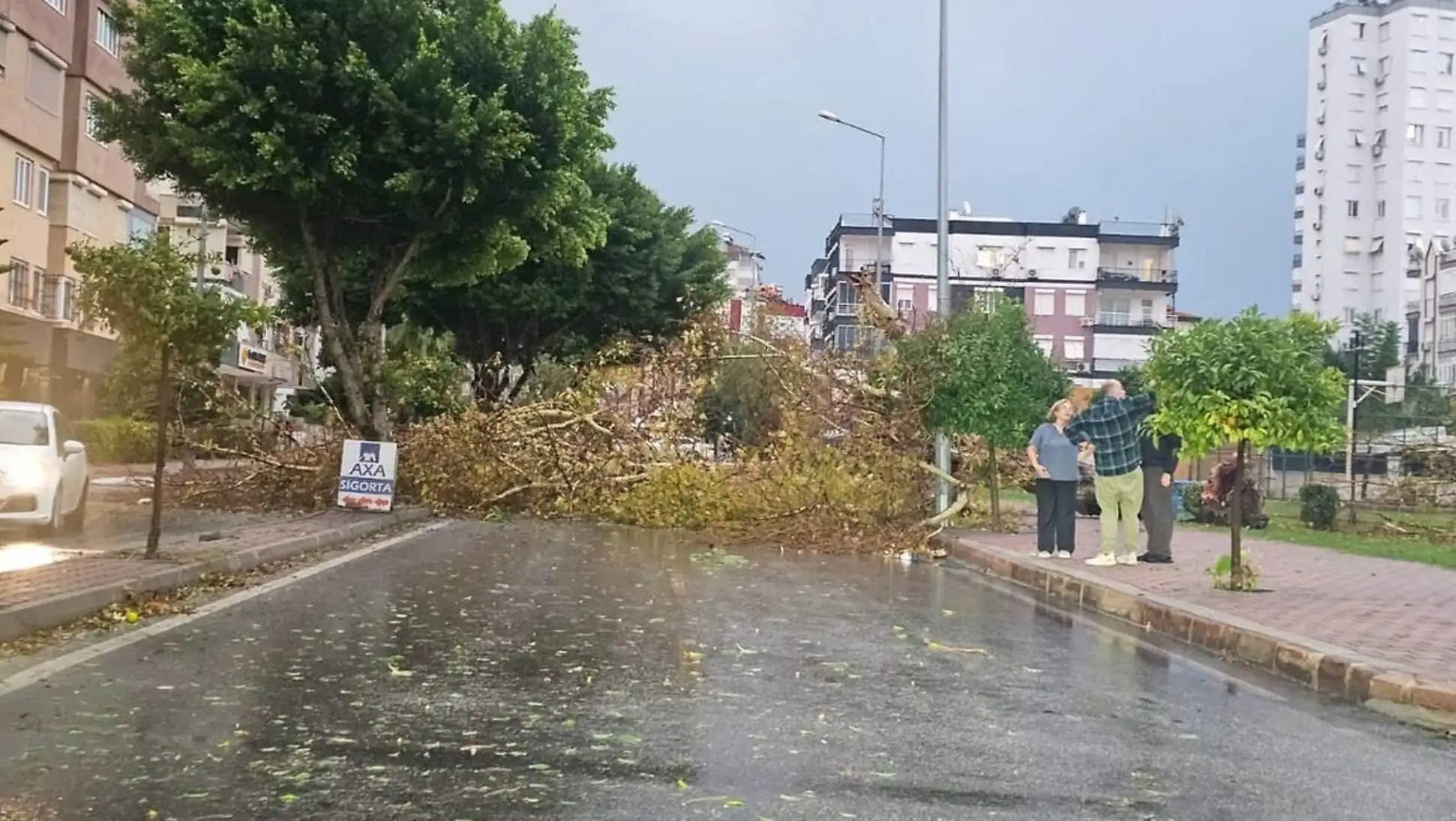 A tree fallen over a road. A tree fallen over a road.