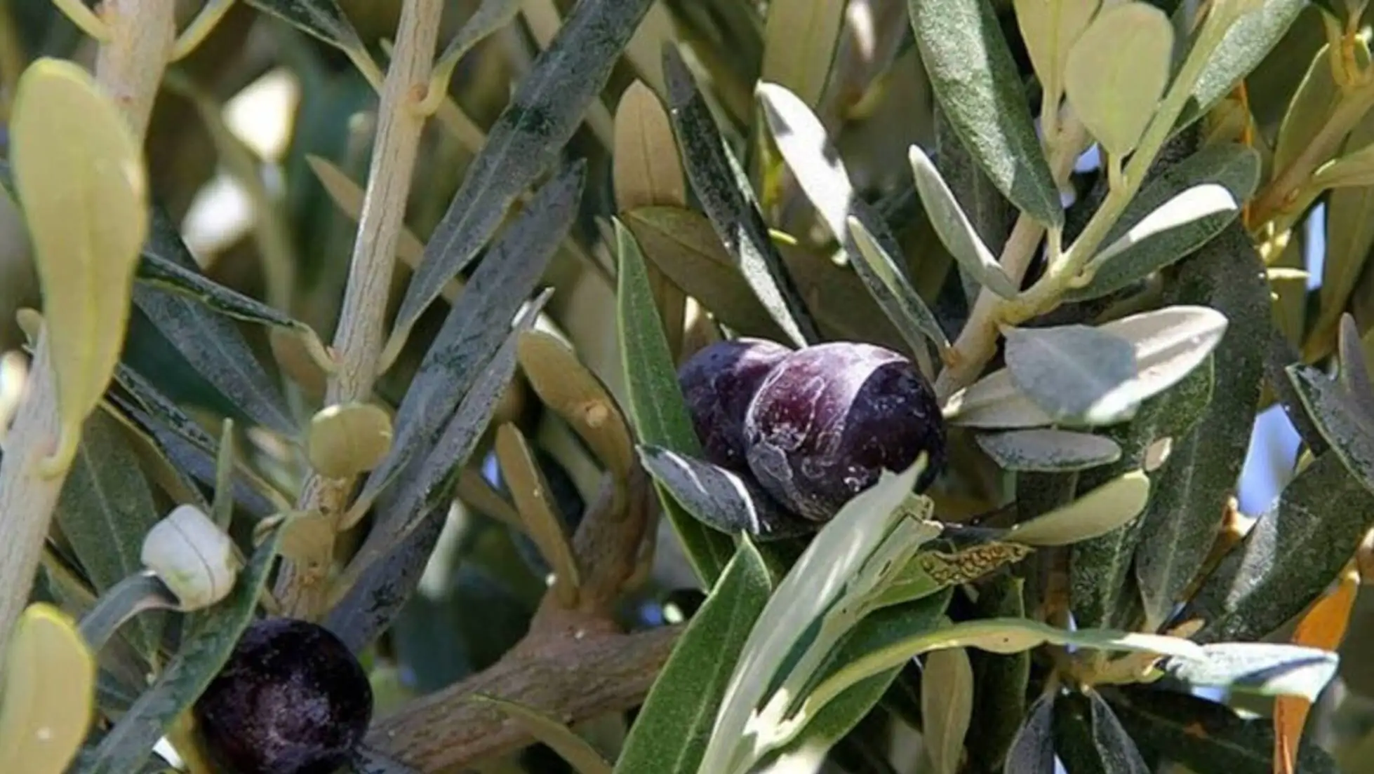 Olive trees are one of Turkey's important agricultural products.