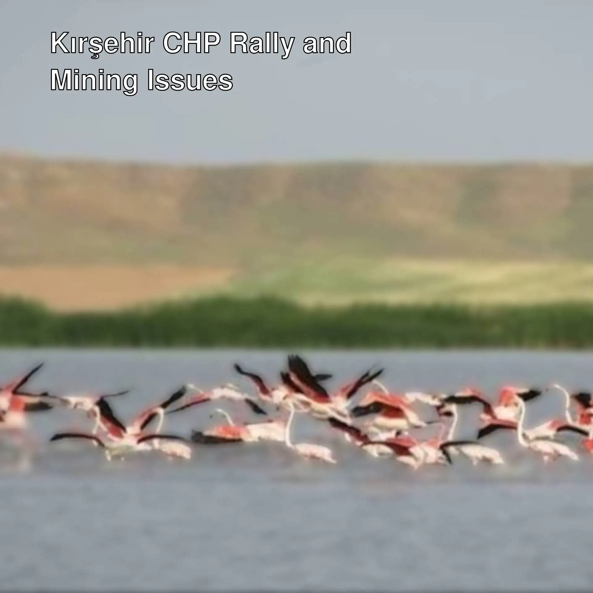 A flock of flamingos in water. A flock of flamingos in water.