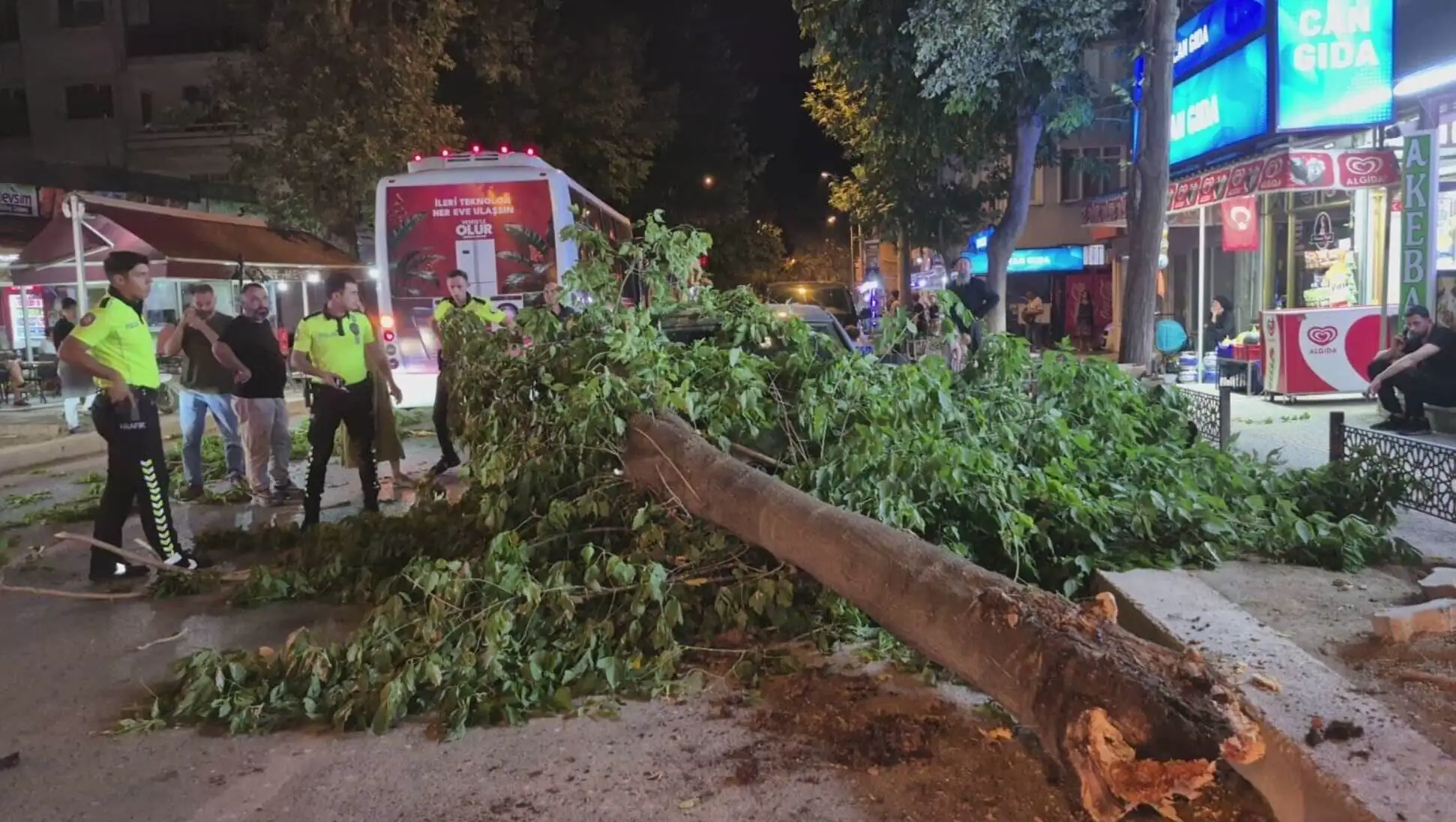 A fallen tree on the street in Edirne. A fallen tree on the street in Edirne.