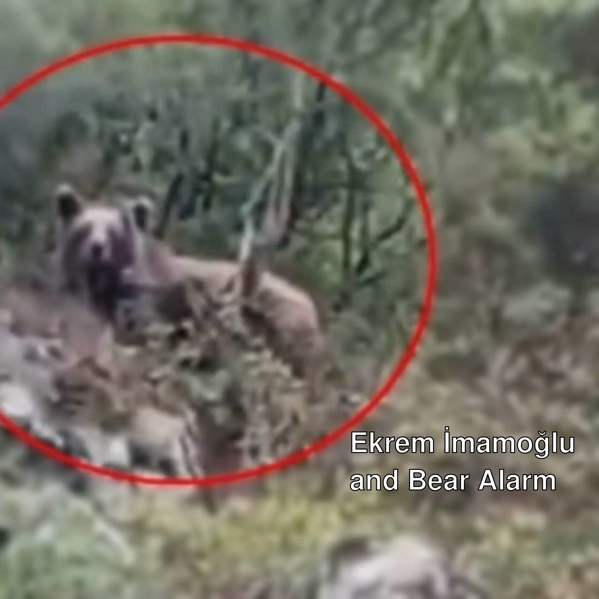 A bear in the bushes in Bursa. A bear in the bushes in Bursa.