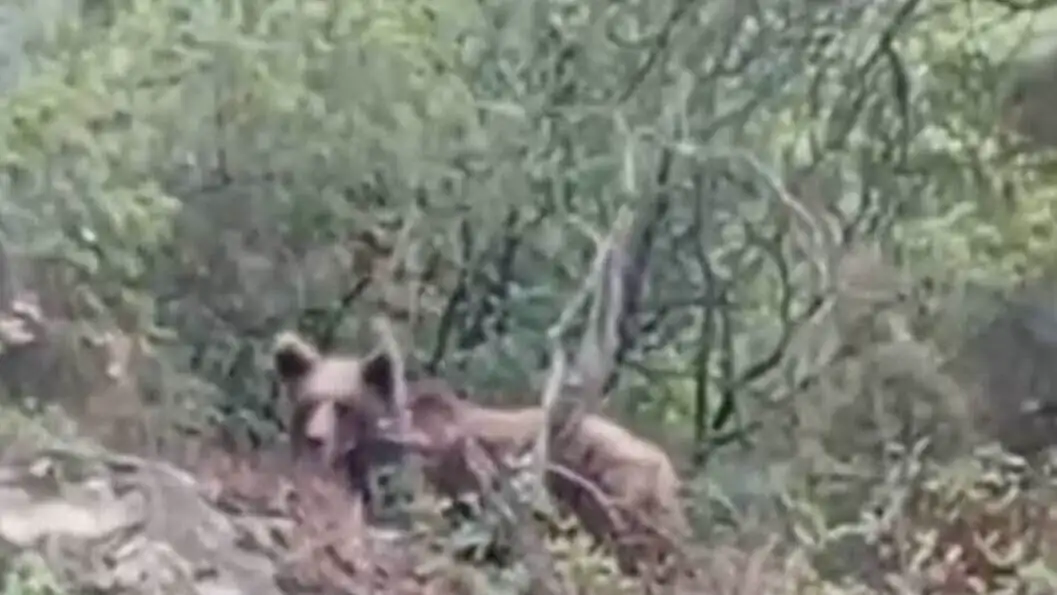 A bear in the woods. A bear in the woods.